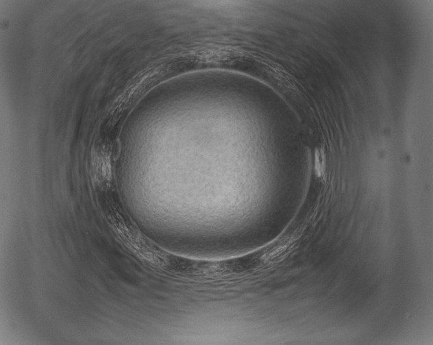 X0000054431155200508011350