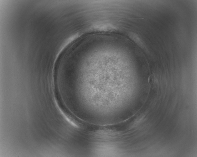 X0000054430630200508121819