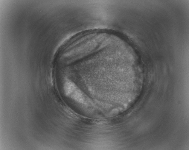 X0000054431262200508121809