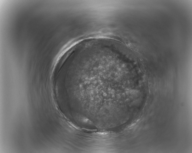 X0000054440295200508051906