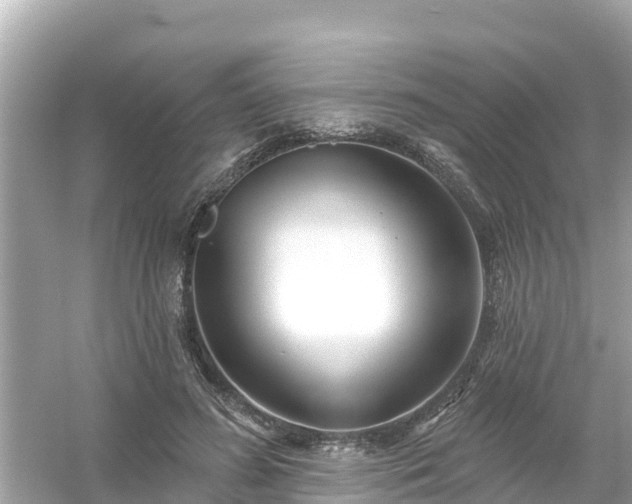 X0000054440596200508051901