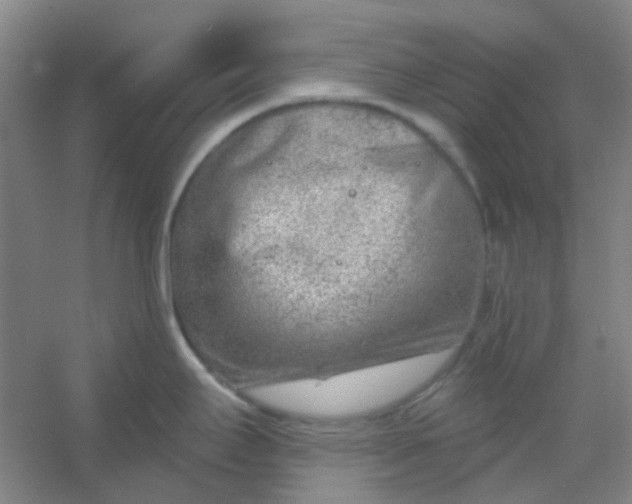 X0000054441295200508121835