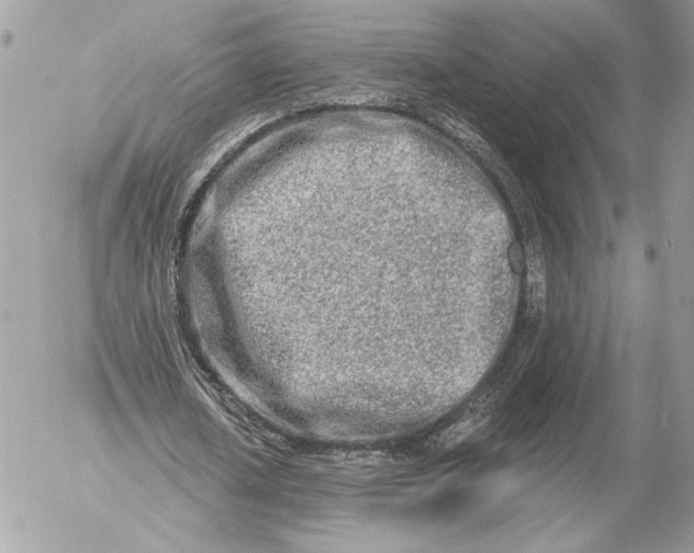 X0000054440626200508191612