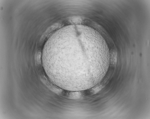 X0000054440717200508191611