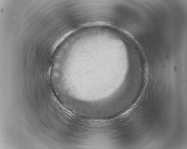 X0000054440921200508191607