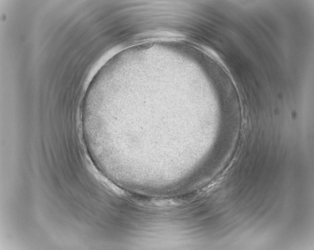 X0000054441243200508191603