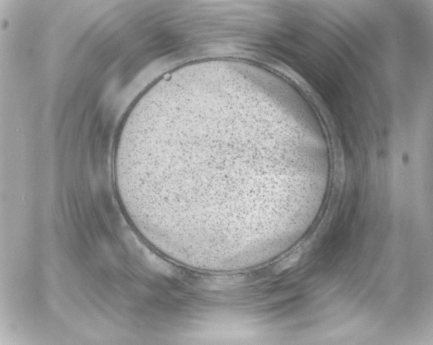 X0000054441294200508191601