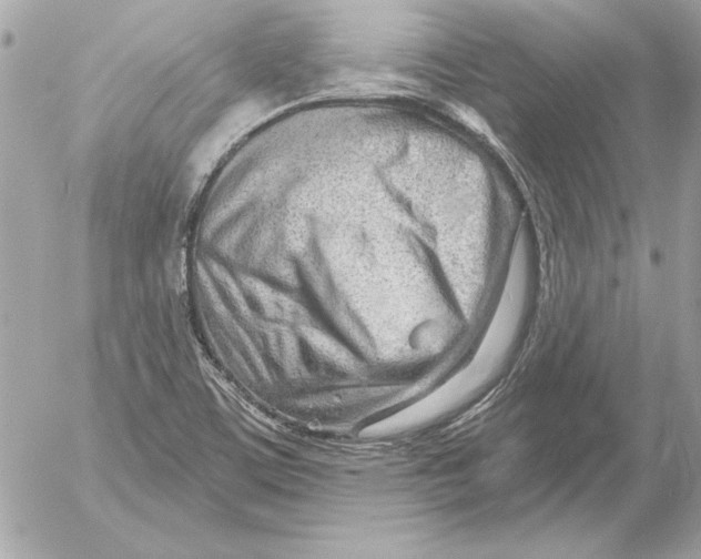 X0000054441459200508191559