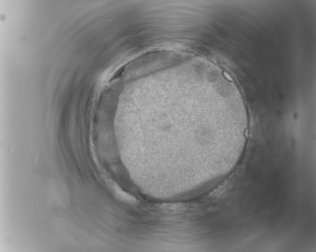 X0000054440145200508270021