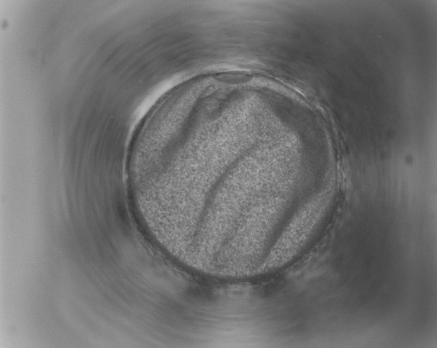 X0000054440196200508270021