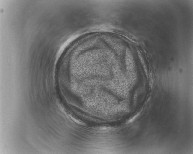 X0000054440200200508270021