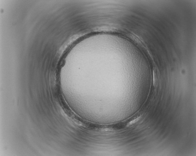 X0000054440204200508270021