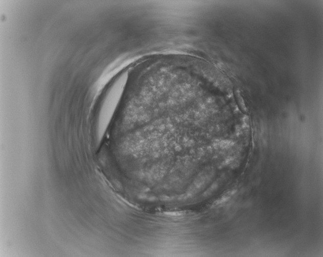 X0000054440295200508270019