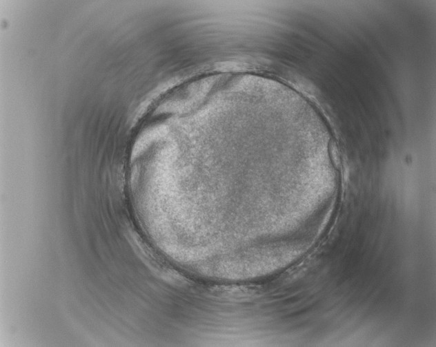 X0000054440297200508270019