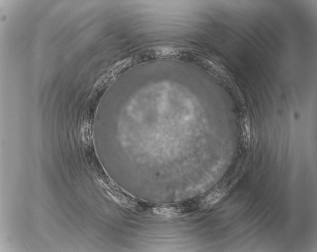 X0000054440419200508270017