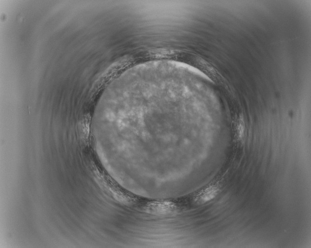 X0000054440427200508270017