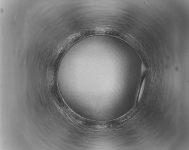 X0000054440496200508270016