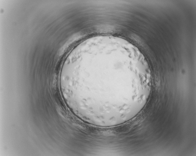 X0000054440583200508270015