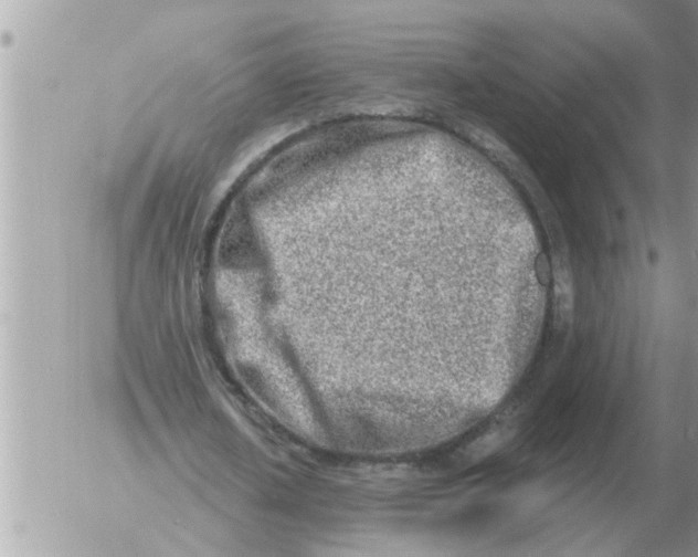 X0000054440626200508270013