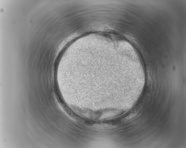 X0000054440630200508270013