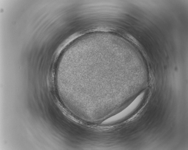 X0000054440779200508270011