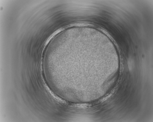 X0000054440853200508270011