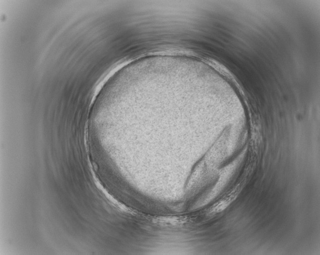 X0000054440855200508270011