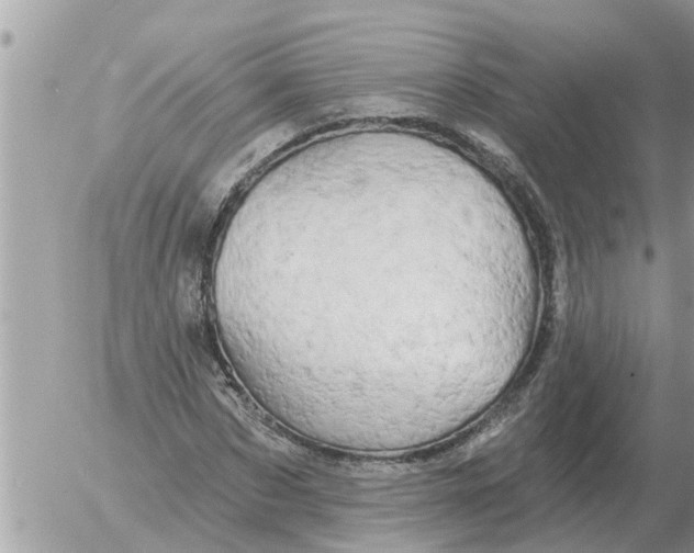 X0000054440873200508270010