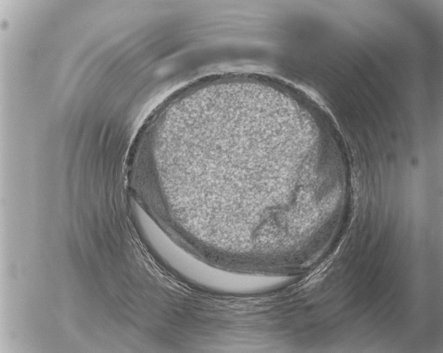 X0000054440879200508270010