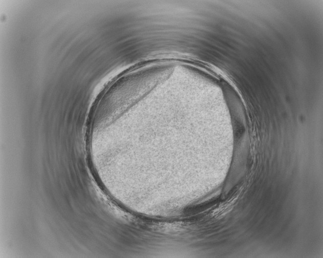 X0000054440995200508270008