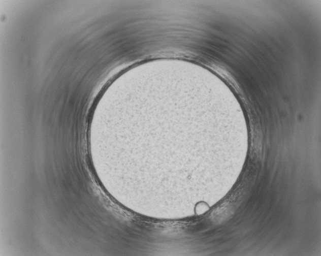 X0000054441000200508270008