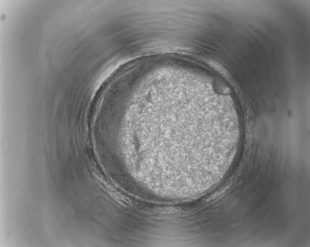 X0000054441023200508270007