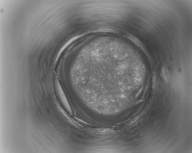 X0000054441024200508270007