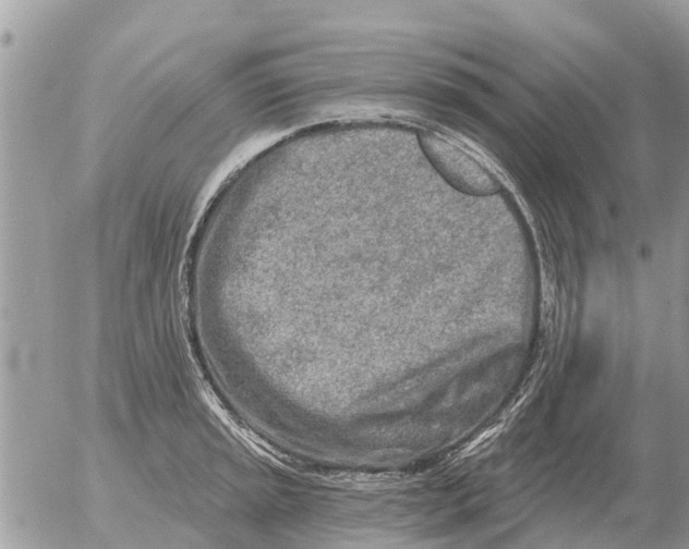 X0000054441045200508270007