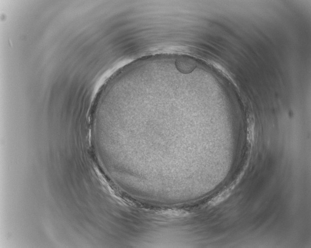 X0000054441117200508270006