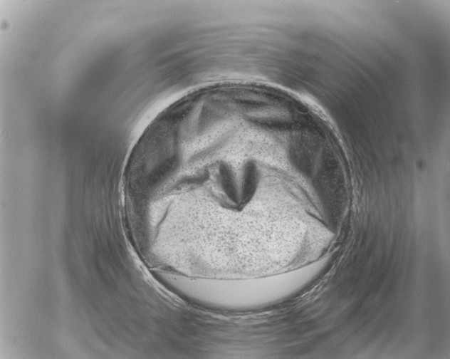 X0000054441287200508270003