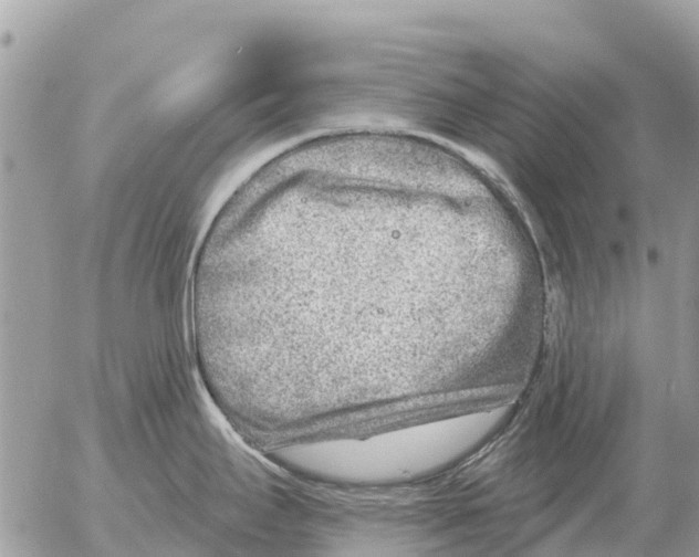 X0000054441295200508270003