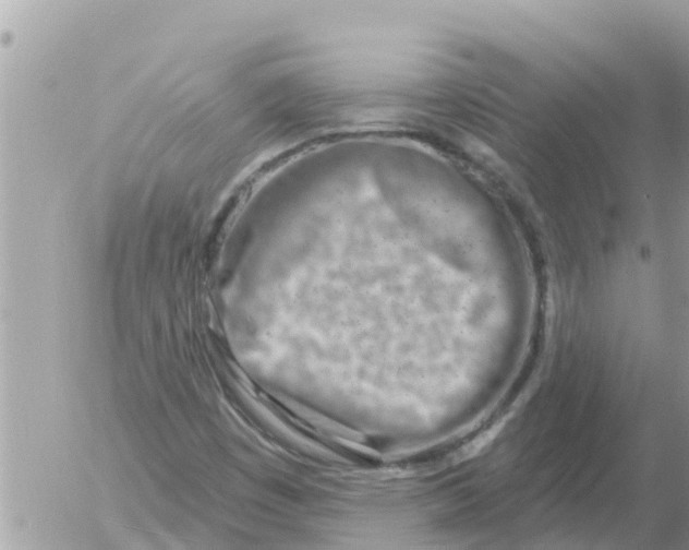 X0000054441449200508270000