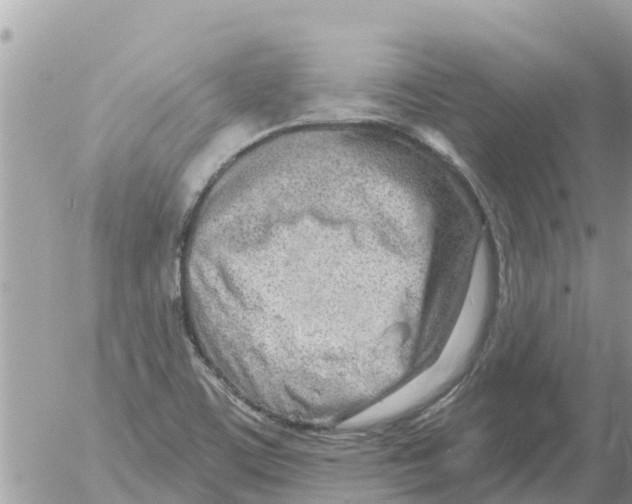 X0000054441459200508270000