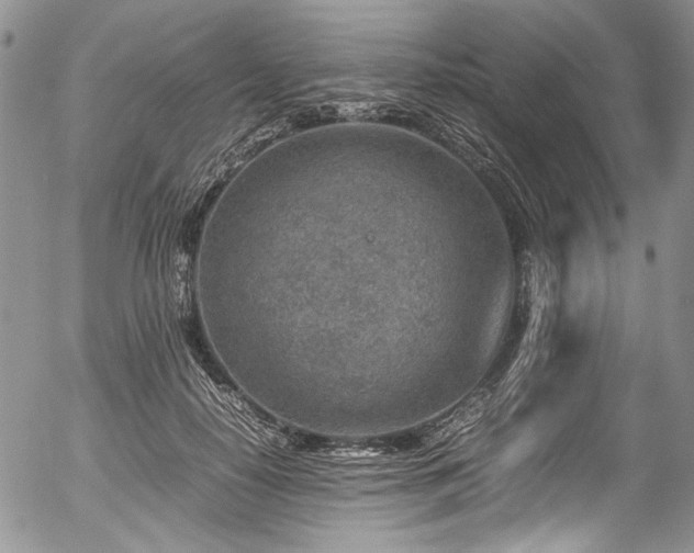 X0000054450650200507291318