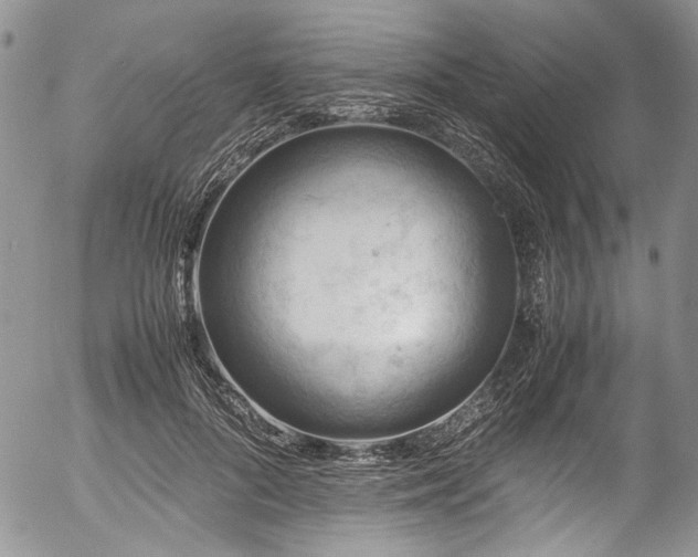 X0000054450696200507291317