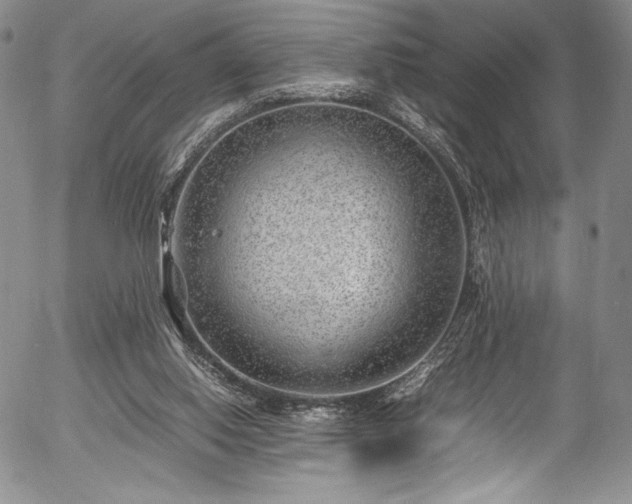 X0000054450062200508011440