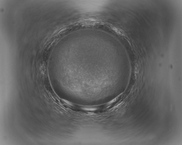 X0000054451445200508011417
