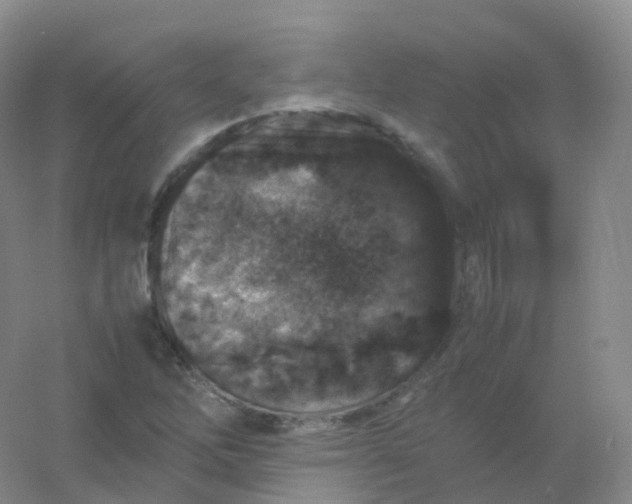 X0000054451262200508121901