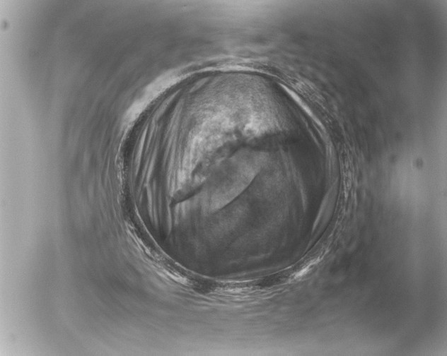 X0000054450295200508191644