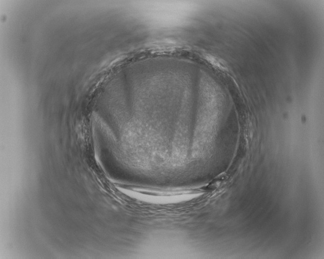 X0000054451445200508191625