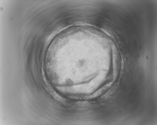 X0000054450145200508270047