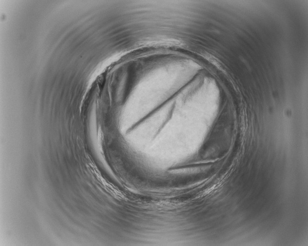 X0000054451022200508270033
