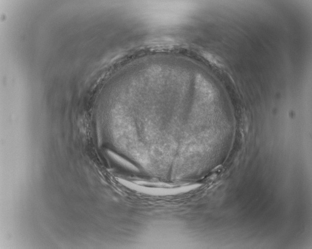 X0000054451445200508270026