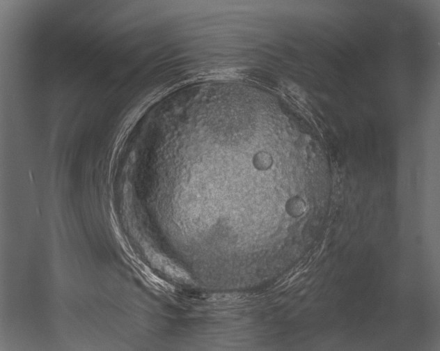 X0000054460145200508011510